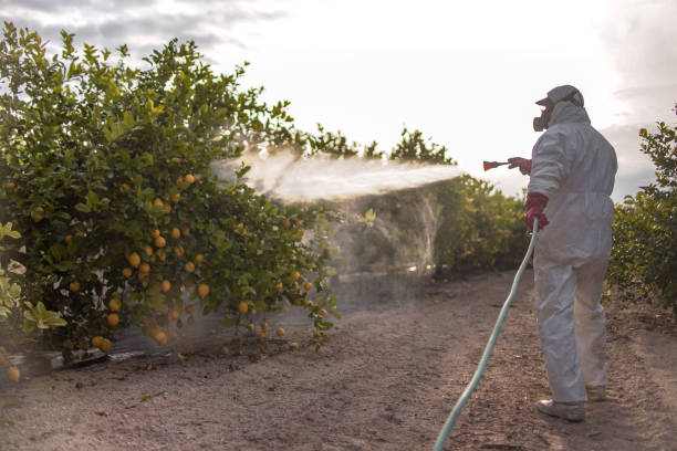 Best Local Pest Control Services  in Mowbray Mountain, TN