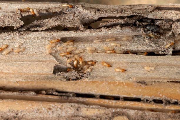 Best Best Pest Control Companies  in Mowbray Mountain, TN