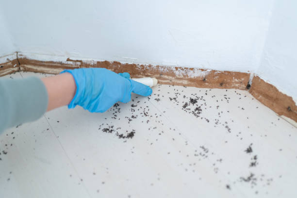 Best Affordable Pest Control Services  in Mowbray Mountain, TN